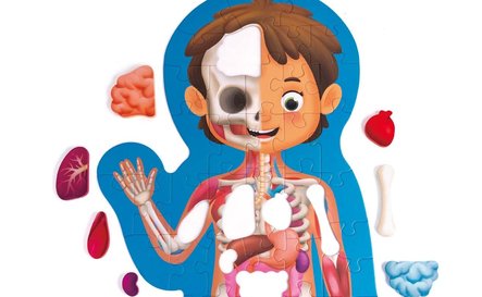 11310 - Human Body Puzzle